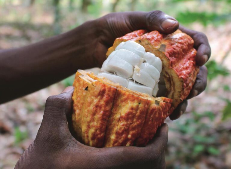 Kakaofruchtsaft